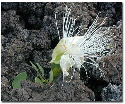 White flower growing out of the rocks in Hawaii.