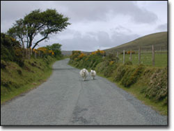On the road to Cym Gawr