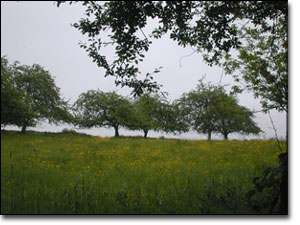 Tor Field in Glastonbury, England